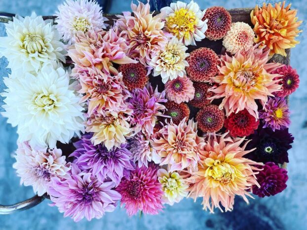 Dahlias from Bloomz Flower Farm