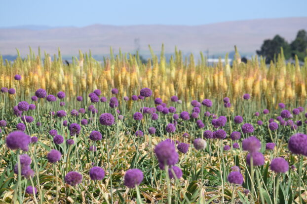 Eremurus and allium production fields