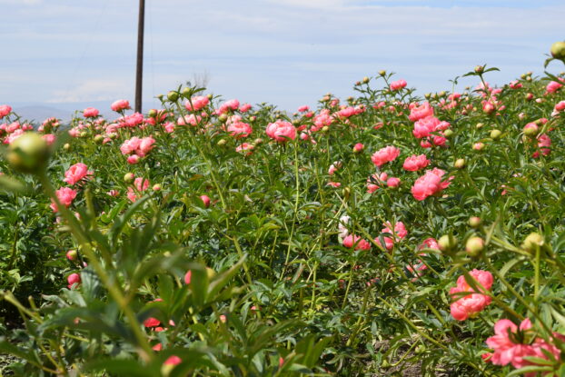 Spring peony fields