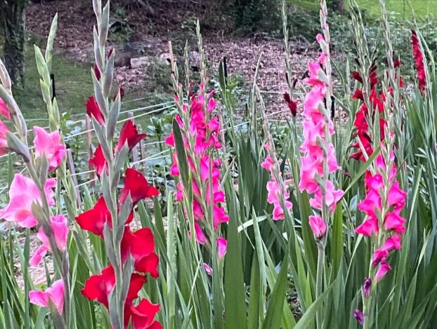 Glads at Merritt Meadows Flower Farm