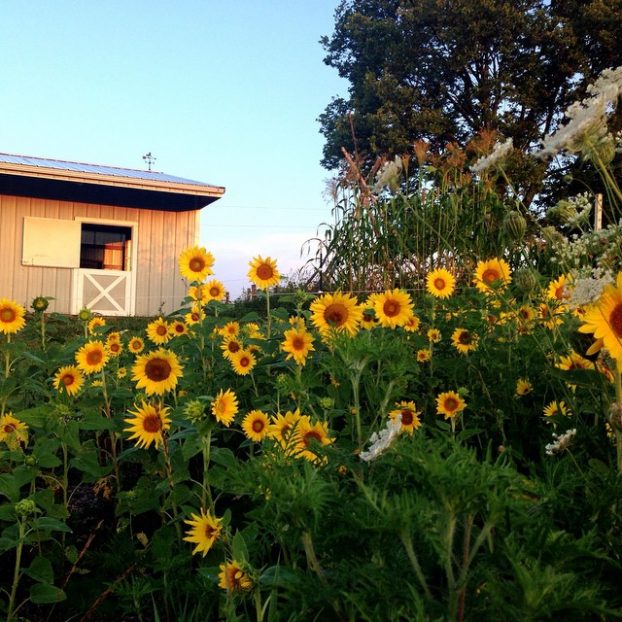 Sun-kissed sunflowers outside the barn-studio.