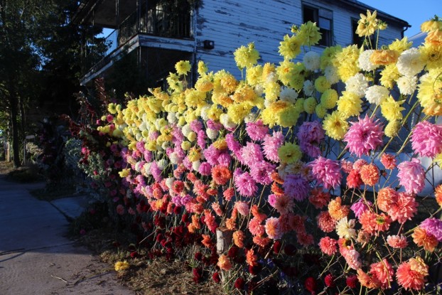 Extra dahlias grown by Summer Dreams Farm, a local Michigan resource -- spontaneously woven into the chain link fence in front of The Flower House.