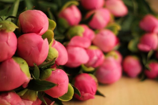 Lush pink buds from Alaska Peony Cooperative farms