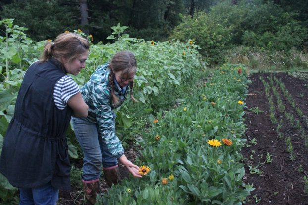 Beth and Erin check out the rudbeckia crop