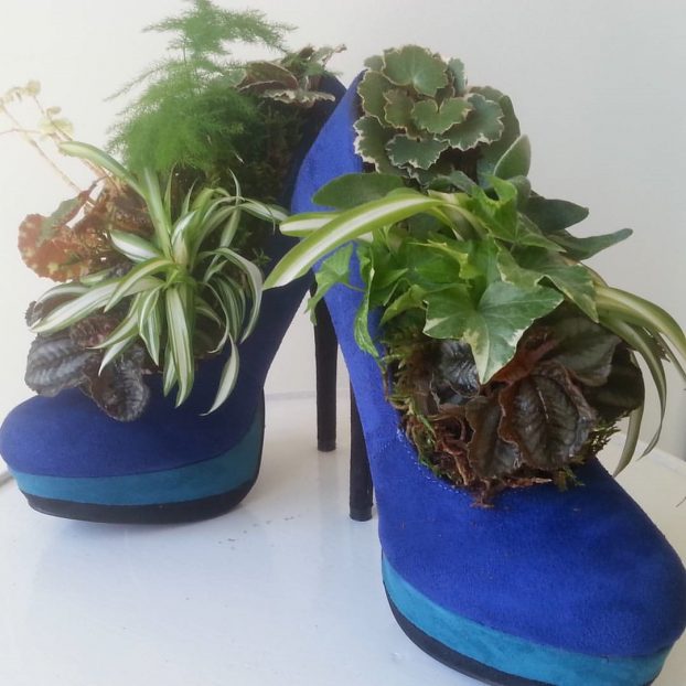 Blue Suede Shoe-planters