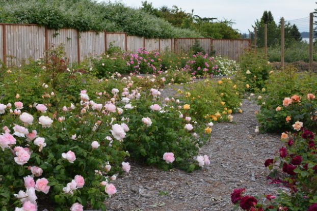 roses on the san juan islands