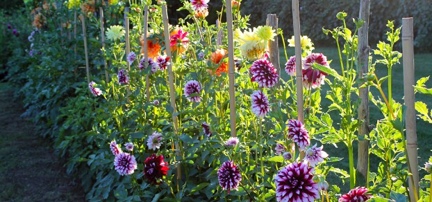 Meadowburn's famous dahlia garden.