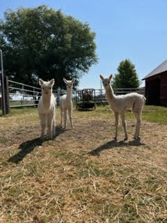 Dixie, Winnie (middle, youngest) and Roxy (born the day after your visit)
