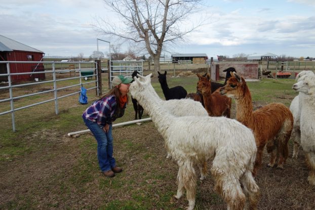 Walla Walla flower farmer and alpaca farmer Elaine Vandiver