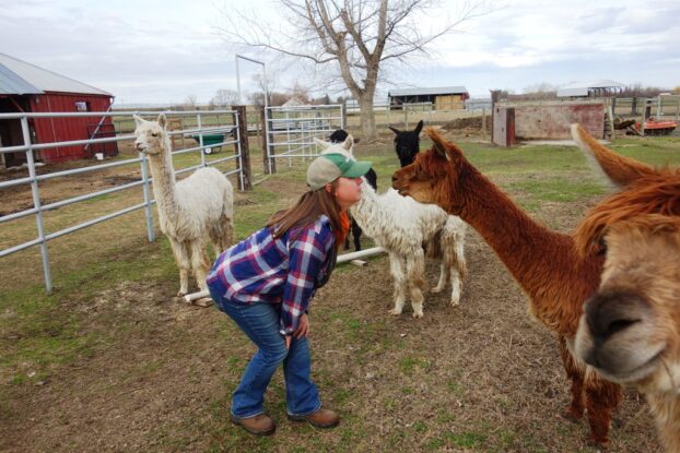 5 Alberta Farms Every Alpaca Lover Needs to Experience for Themselves 