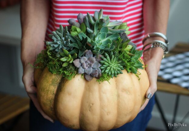 succulent pumpkin design