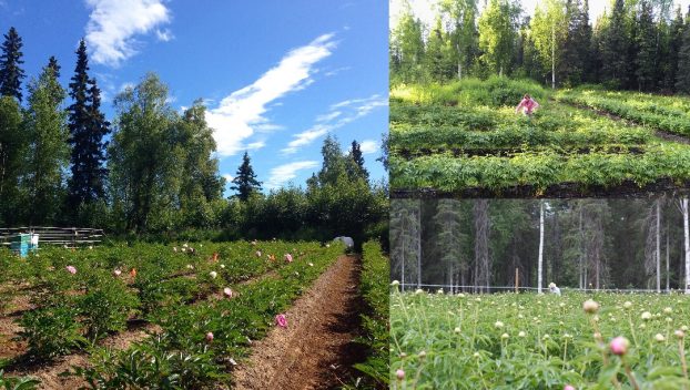 Farm views: left, top, bottom