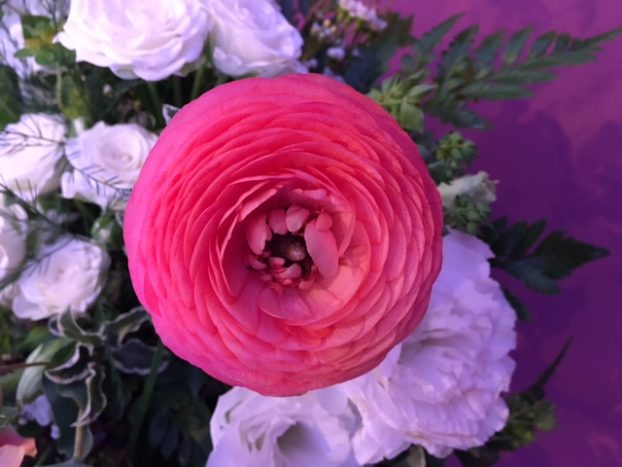 My friend Vivian Larsen of Everyday Flowers in Stanwood, Washington, contributed beautiful ranunculus to the cause.
