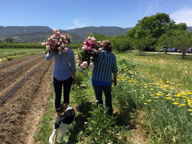 The flower harvest