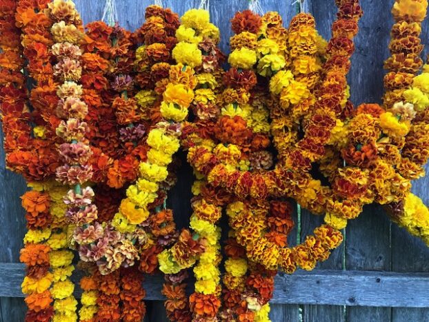 Garlands of Marigolds