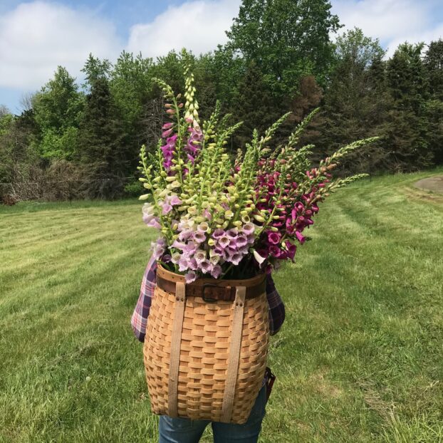 Leah's glorious foxgloves at Spring Wind Farm