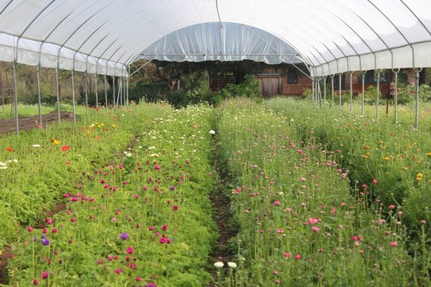 Just one of the many high tunnels at Front Porch Farm; this one was filled with spring ranunculus