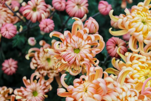 apricot chrysanthemum petals