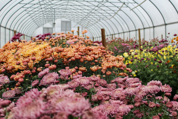 Inside the high tunnel at Harmony Harvest Farm