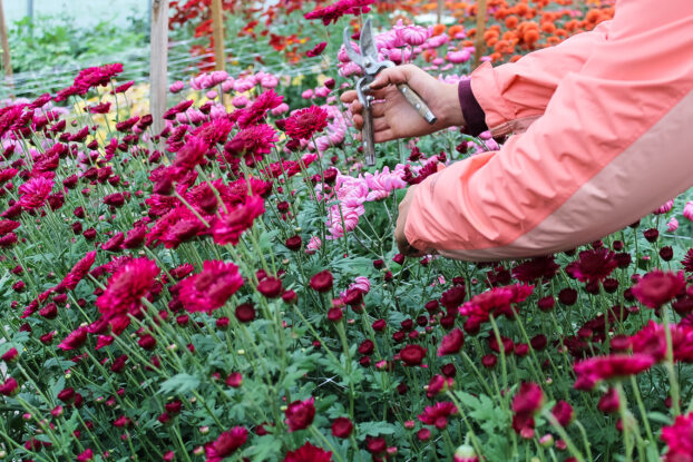 Harvesting mums at Harmony Harvest Farm