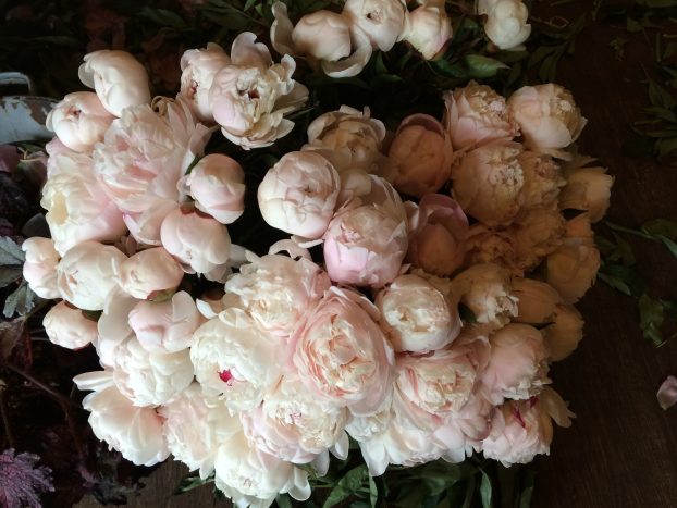 Kentucky-grown peonies from a recent wedding collaboration between Sara Jane (Thatch Floral) and Sara (Meadowview Flowers)