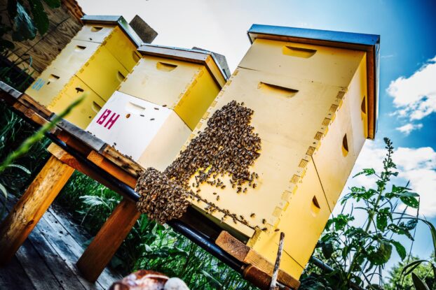 Bee-keeping at Remy's Bozeman backyard