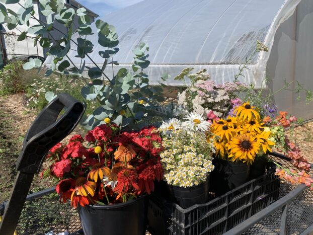 Late Summer Harvest