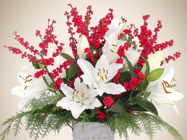 Incorporate greenhouse-grown lilies with traditional holiday greens and holly berries. Stargazer Barn's white cup Oriental lilies are a breathtaking addition to festive berried branches and fresh cedar boughs reflecting the spirit of the season. 