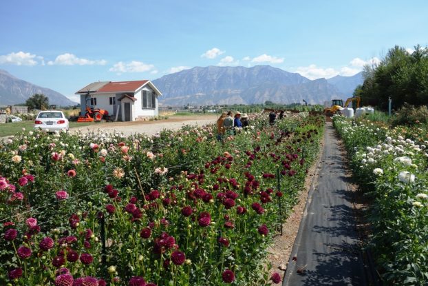 dahlia fields at Poppin' Blossoms