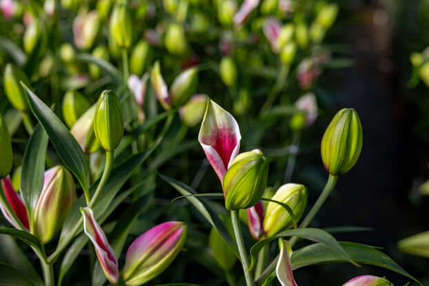 Lily production at Peterkort Roses