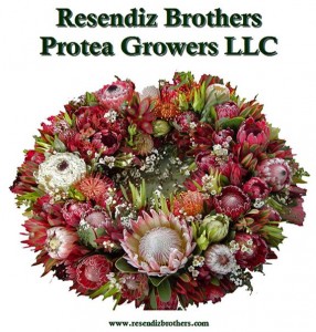 Resendiz Brothers of Fallbrook, California, donated exquisite pincushion proteas, textured grevillea foliage and mixed greenery.