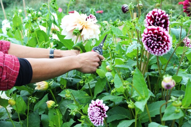 The hands of my friend Riz Reyes, clipping dahlias recently at the University of Washington Farm in Seattle.