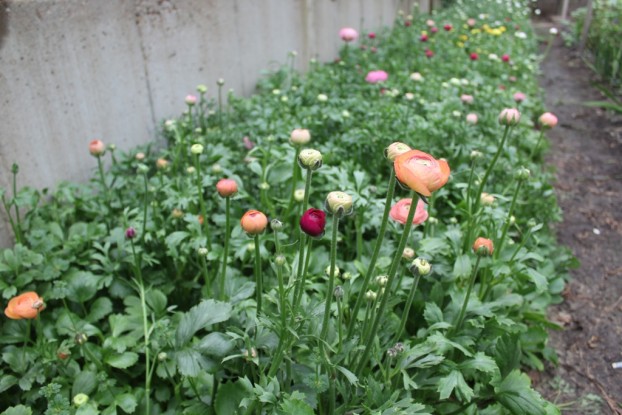 Fresh, local, sustainable and beautiful ranunculus, grown in the heart of St. Louis at Urban Buds.