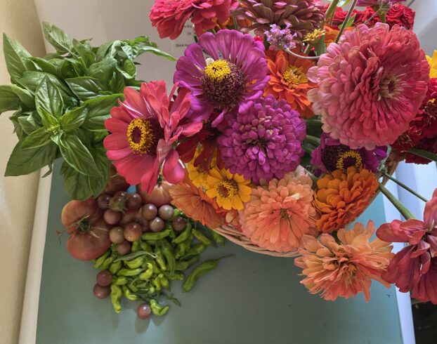 Jennifer's Seed Grown Zinnias