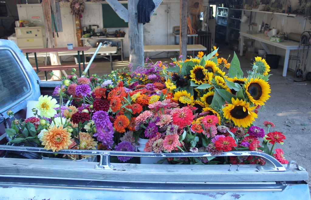 The flower wagon is filled after harvest.