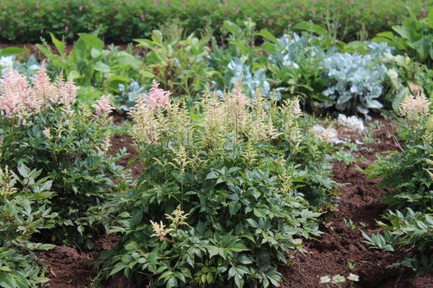 Astilbe, the first perennial Gonzalo planted at his farm.