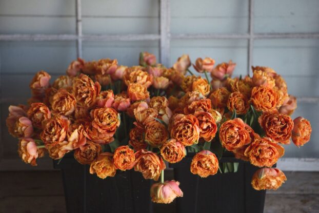 Tulips from Floramama Farm