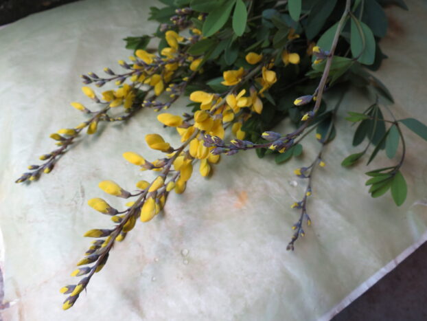 yellow baptisia from Island Flower Growers