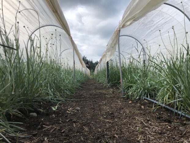 Low Tunnels with Craspedia globosa