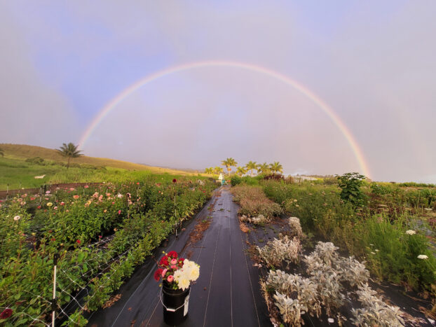 Rainbow over Daisy Dukes Flower Farm