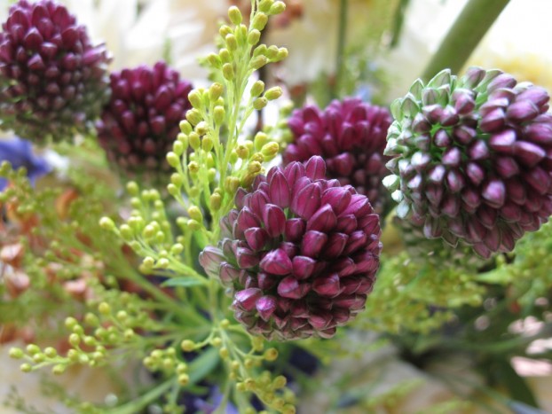 The smaller, darker drumstick allium echoes form and hue of its larger cousin.