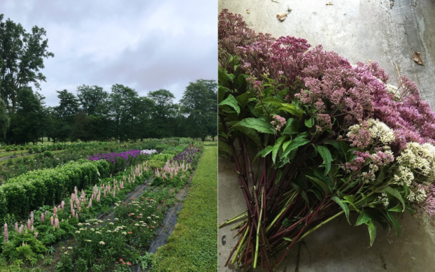 Seeley Farm and Joe Pye Weed, a native perennial