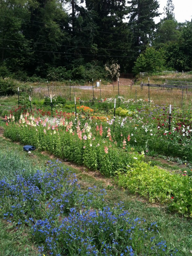 Here's the land that a friend has lent Melissa and Benjamin to grow flowers on Whidbey Island. 
