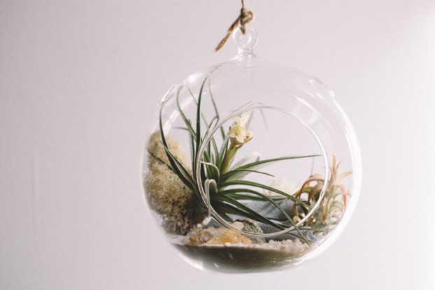 A Flowers and Weeds mini-terrarium