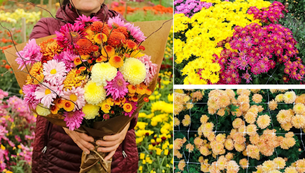 Mum Bouquet and field crops