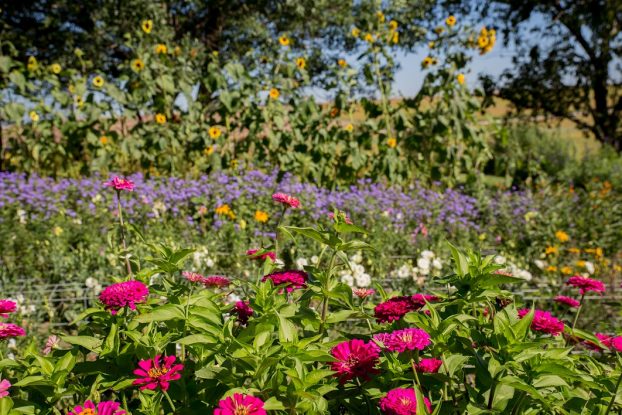 The cutting garden at Miss Effie's is filled with sun-loving annuals, old-fashioned favorites, and lots of surprises for U-Pick customers to take home. (c) Jean Zaputil Photography