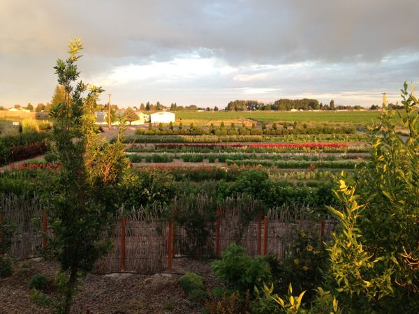 Bindweed Farm in Blackfoot, Idaho ~ God's Country