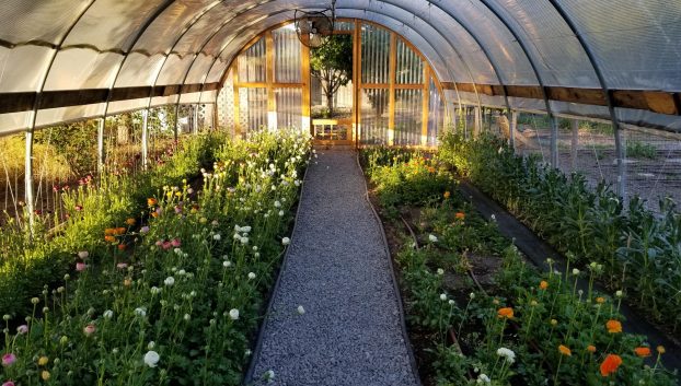 The greenhouse filled with April's ranunculus crop