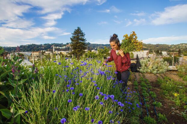 Harvesting flowers