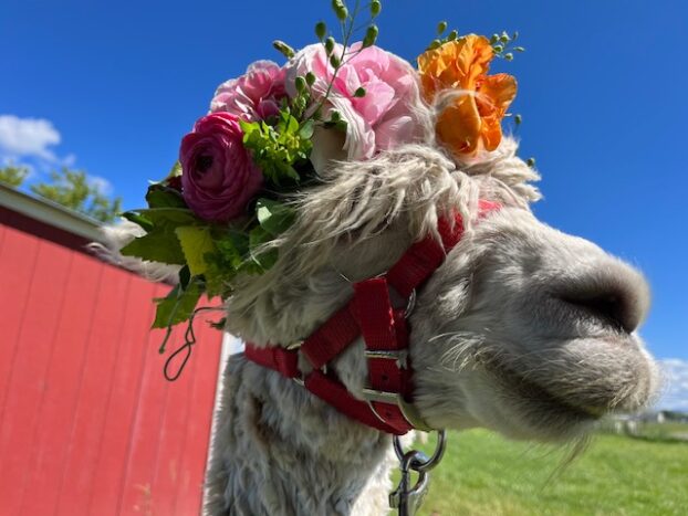 Petals and Pacas